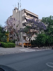 Jacaranda mimosifolia