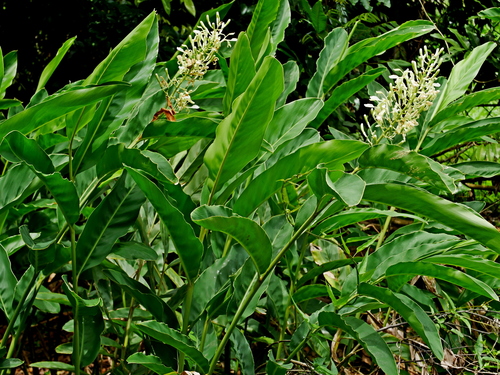 Alpinia galanga