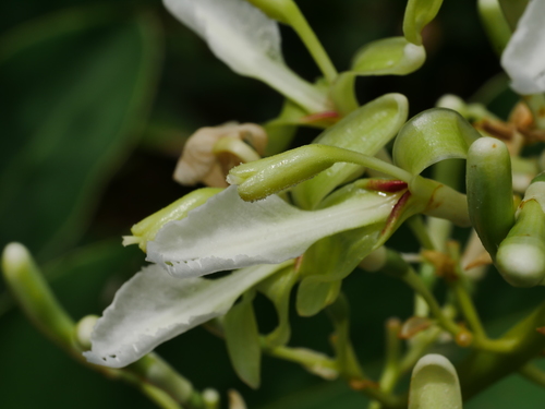 Alpinia galanga