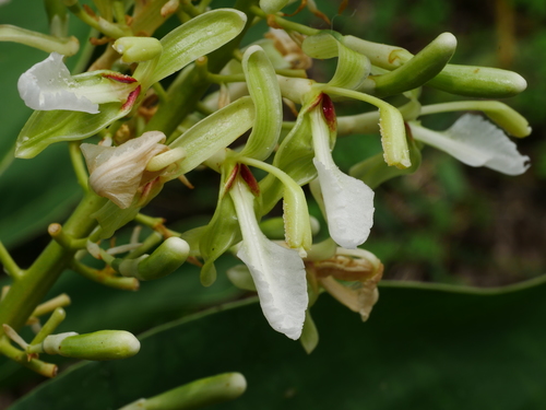 Alpinia galanga