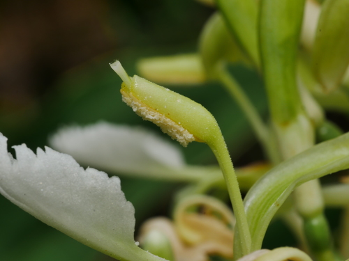 Alpinia galanga