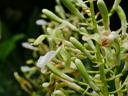 Image of Alpinia galanga by (c) Jacy Chen, some rights reserved (CC BY)