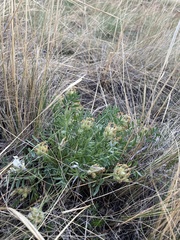 Oxytropis peschkovae