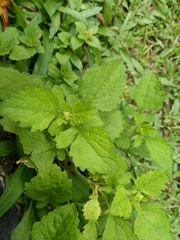 Dichrocephala integrifolia