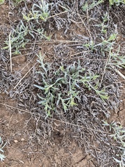 Convolvulus ammannii