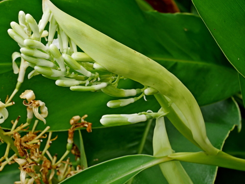 Alpinia galanga