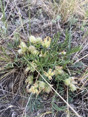 Oxytropis peschkovae