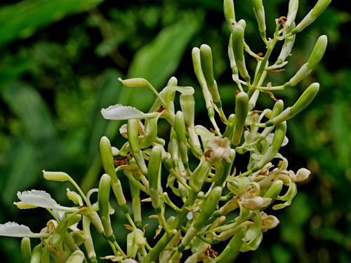 Alpinia galanga