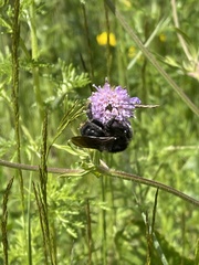 Bombus rupestris