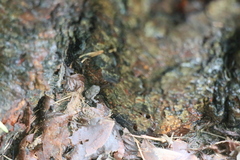Bufo bankorensis