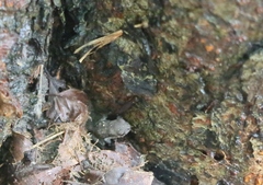 Bufo bankorensis