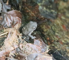 Bufo bankorensis