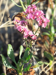 Limonium peregrinum