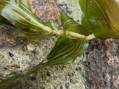 Potamogeton × nitens