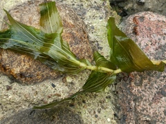 Potamogeton × nitens