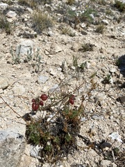 Astragalus chorinensis