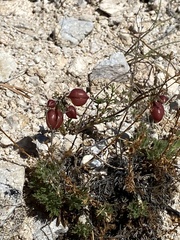 Astragalus chorinensis