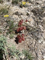 Astragalus chorinensis