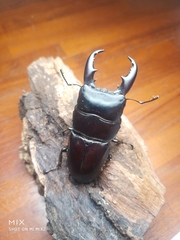 Serrognathus kyanrauensis