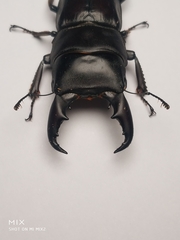 Serrognathus kyanrauensis