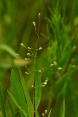 Dichanthelium scribnerianum