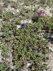 Dracocephalum pinnatum