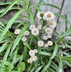 Erigeron bonariensis