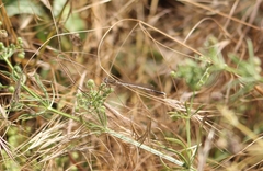 Platycnemis pennipes