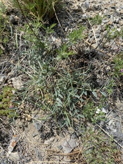 Astragalus lupulinus
