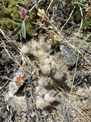 Astragalus lupulinus