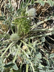 Astragalus lupulinus
