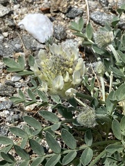 Astragalus lupulinus