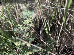Pimelea spinescens spinescens