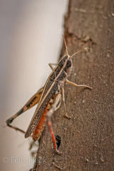 Macrotona