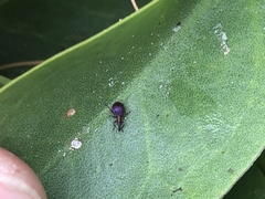 Pseudaplemonus limonii