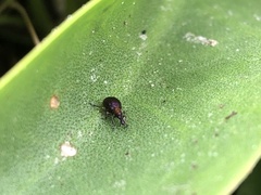 Pseudaplemonus limonii