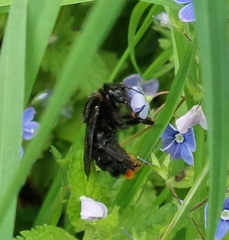 Bombus rupestris