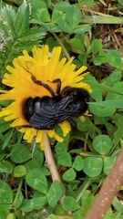 Bombus rupestris