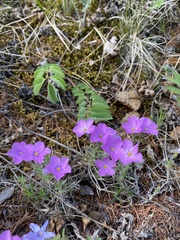 Phlox sibirica