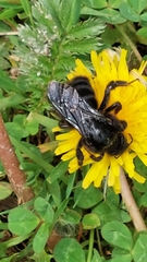 Bombus rupestris