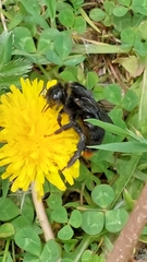 Bombus rupestris