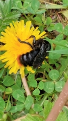 Bombus rupestris