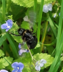 Bombus rupestris