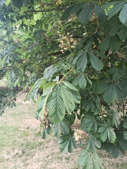 Aesculus hippocastanum
