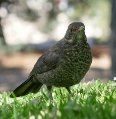 Turdus merula