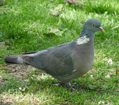 Columba palumbus