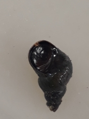 Austrolittorina