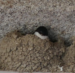 Delichon urbicum