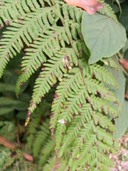 Macrothelypteris