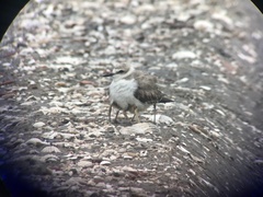 Charadrius dealbatus